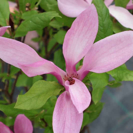 Magnolia 'Susan'