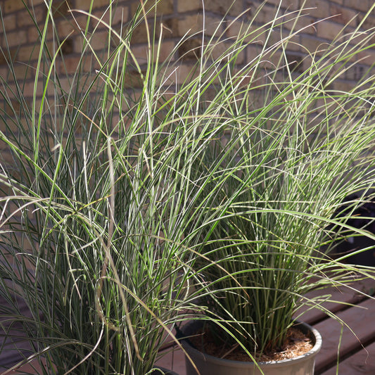 Grasses, Maiden 'Morning Light'