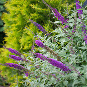 Butterfly Bush 'Miss Violet' PW
