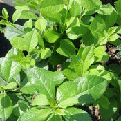 Winterberry 'Mr. Poppins' PW