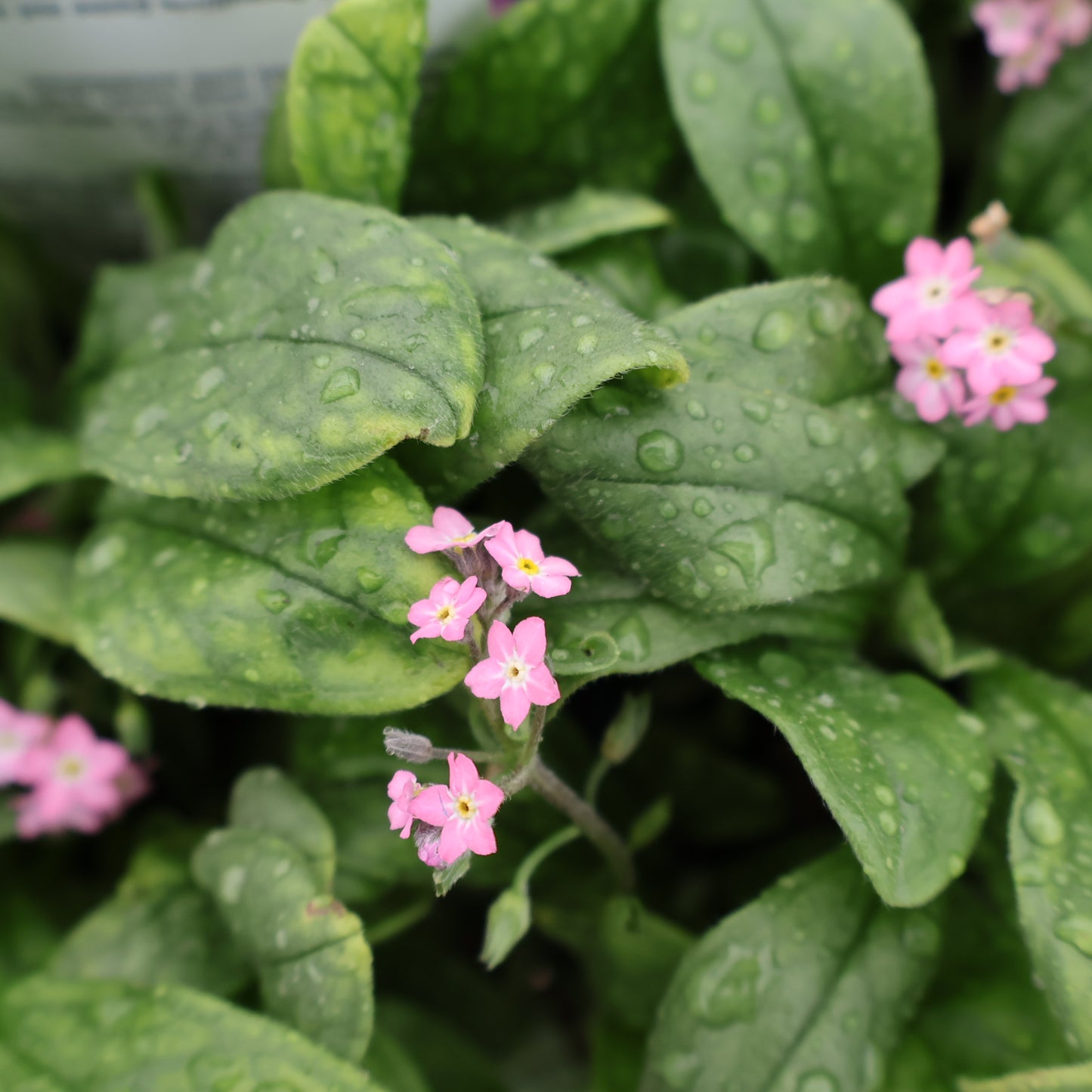 Pink Forget Me Not Rosylva at Lucan Country Gardens