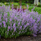 Catmint 'Cat's Meow' PW