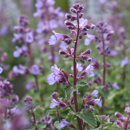 Catmint 'Kitten Around'