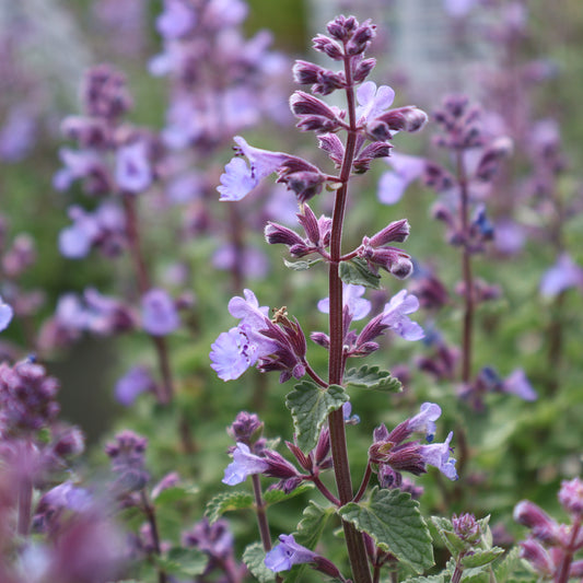 Catmint 'Kitten Around'