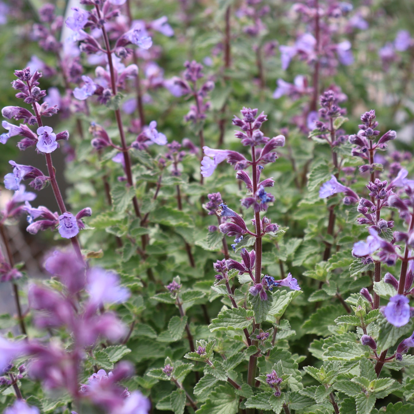 Catmint 'Kitten Around'