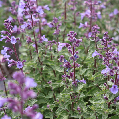 Catmint 'Kitten Around'
