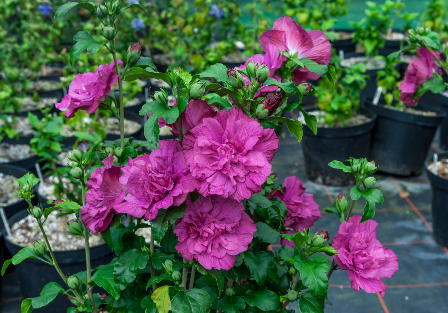 Rose of Sharon 'Magenta Chiffon' PW