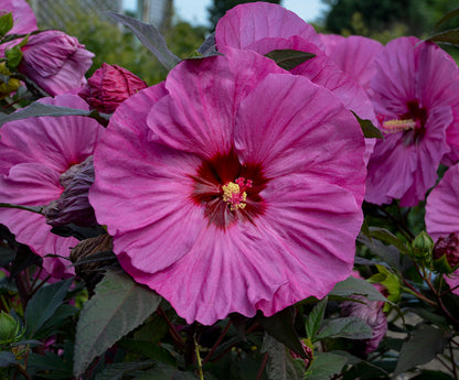 Hibiscus 'Summerific Berry Awesome' PW