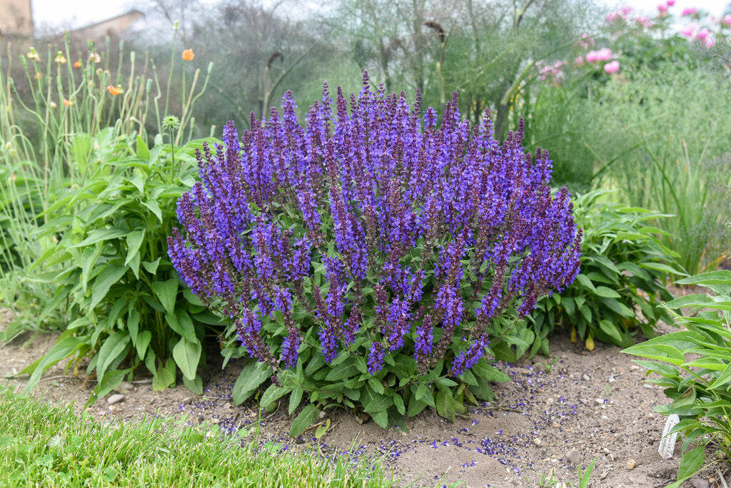 Salvia 'Violet Profusion' PW