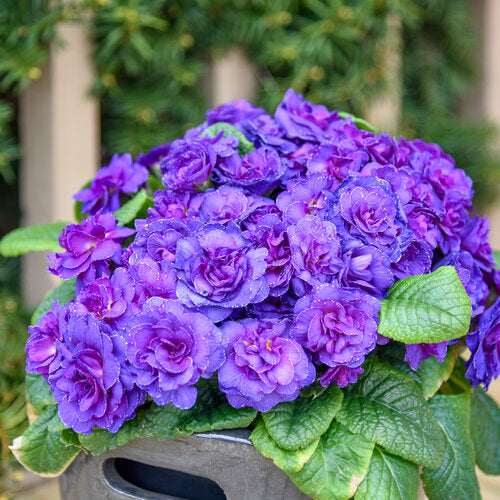 Primrose 'Bouquet Perfect Violetta' PW