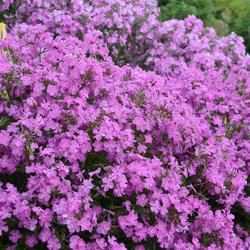 Phlox 'Opening Act Romance' PW
