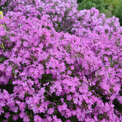 Phlox 'Opening Act Romance' PW