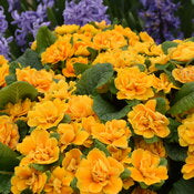 Primrose 'Bouquet Perfect Mandarin' PW