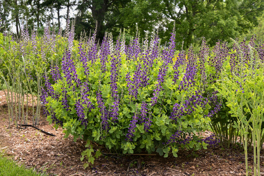 False Indigo 'Sparkling Sapphires' PW