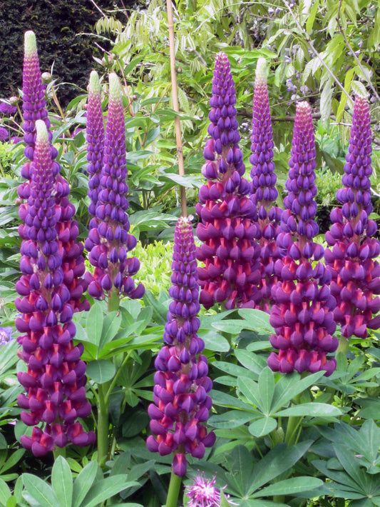 Lupine 'Westcountry Masterpiece' PW