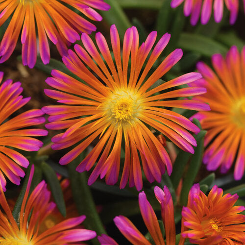 Ice Plant 'Ocean Sunset Orange Glow' PW