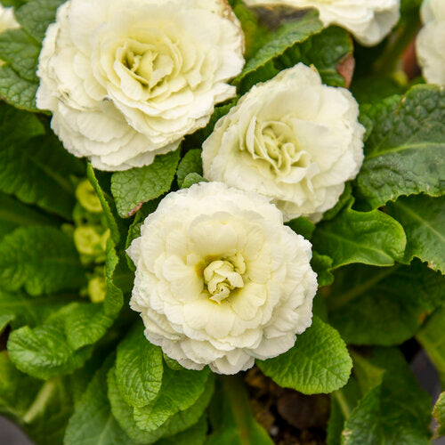Primrose 'Bouquet Perfect Spearmint' PW