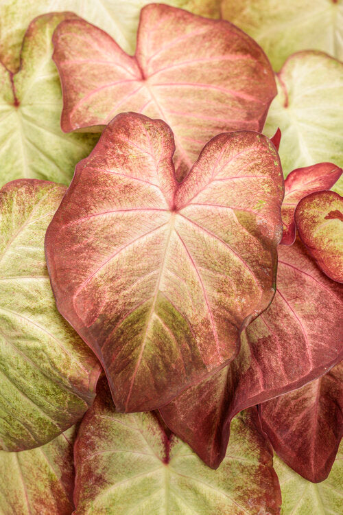 Caladium 'Creme Brulee' PW