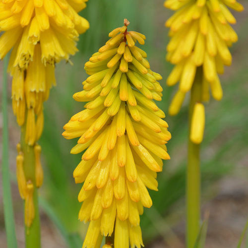 Red Hot Poker 'Solar Flare' PW