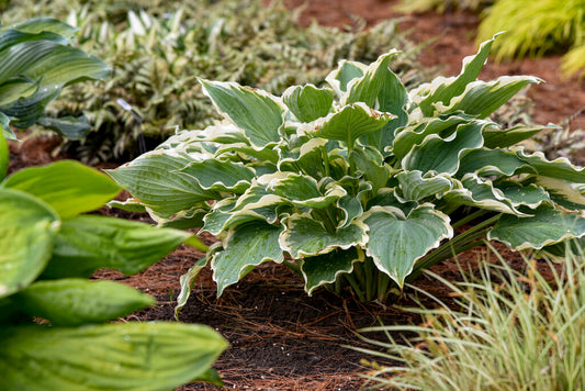 Hosta 'Shadowland Hope Springs Eternal' PW