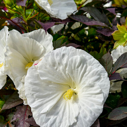 Hibiscus 'Summerific Cookies and Cream' PW