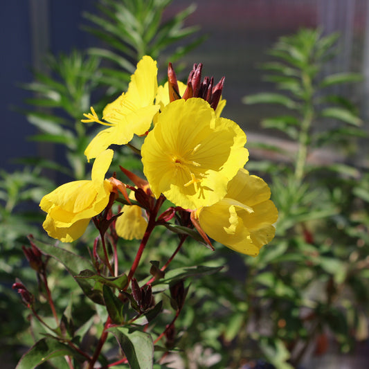Sundrops 'Fireworks'