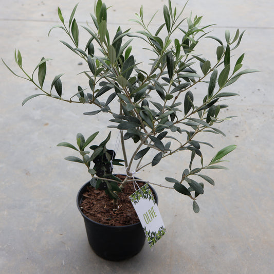 Olive Tree 6"