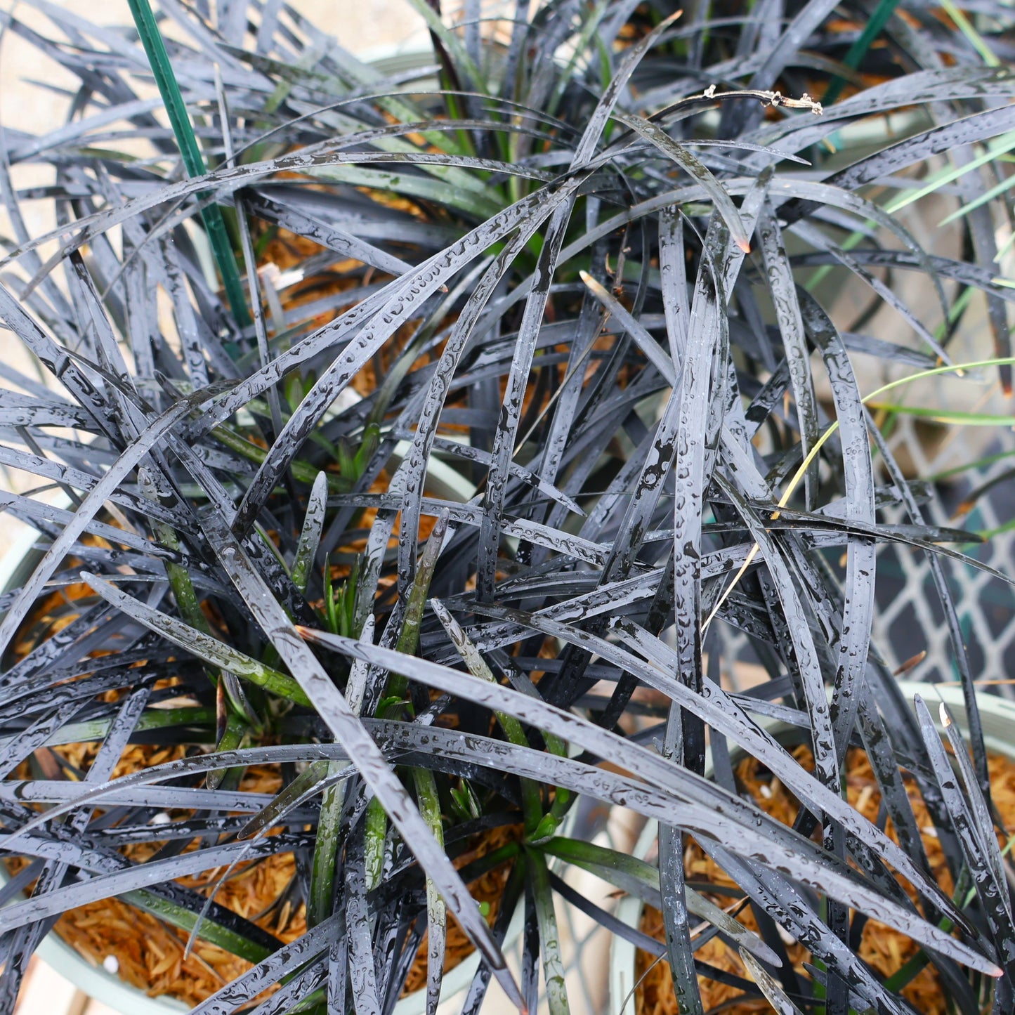 Grass, Black Mondo
