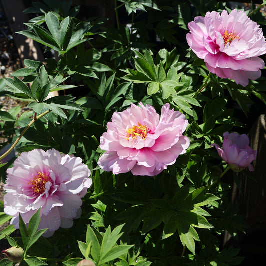 Peony 'First Arrival'
