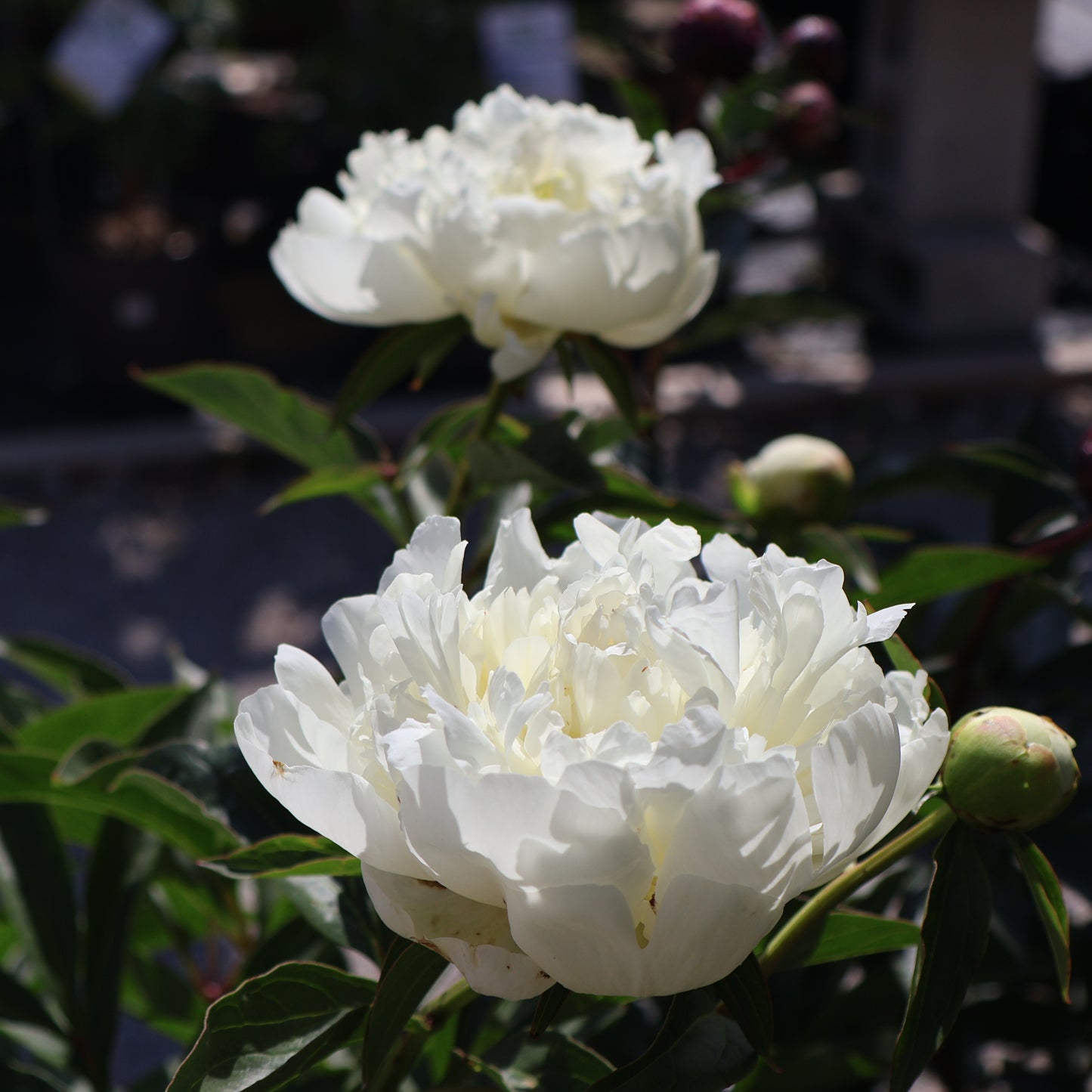 Peony 'Duchesse de Nemours'