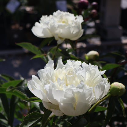 Peony 'Duchesse de Nemours'