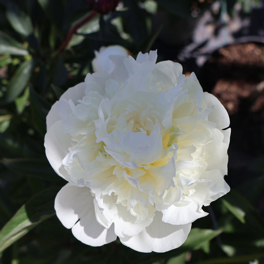 Peony 'Duchesse de Nemours'