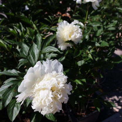 Peony, Patio 'Madrid'