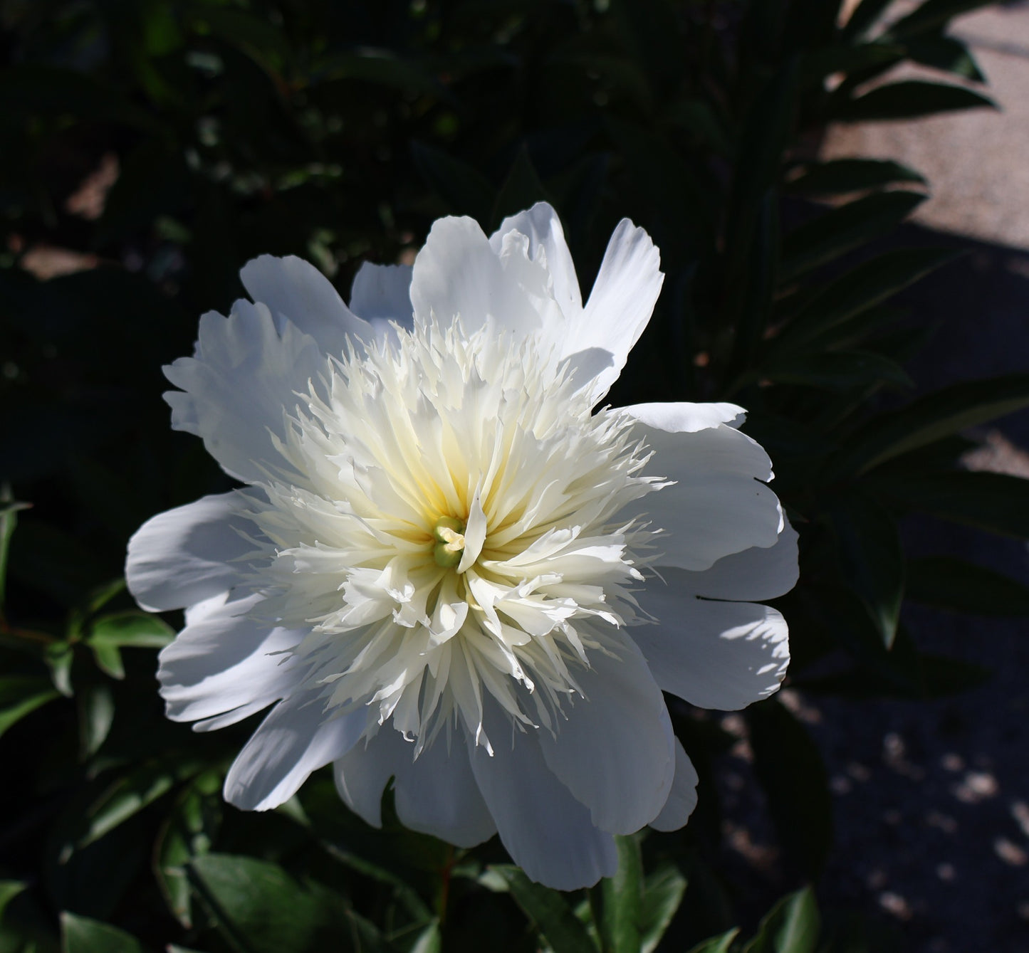 Peony, Patio 'Madrid'
