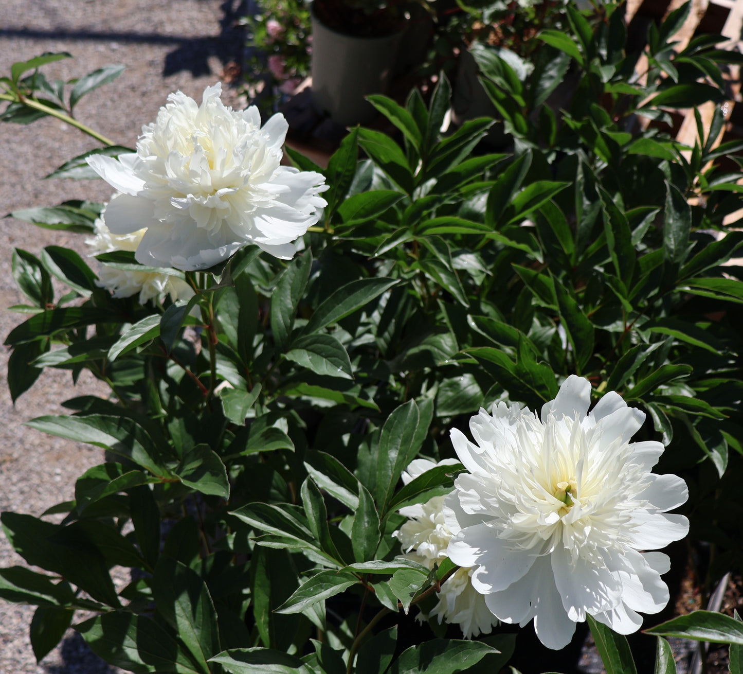 Peony, Patio 'Madrid'