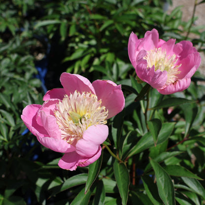 Peony, Patio 'Kiev'