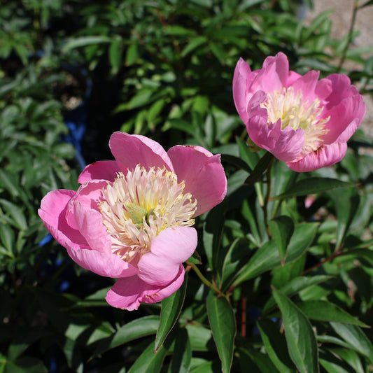 Peony, Patio 'Kiev'