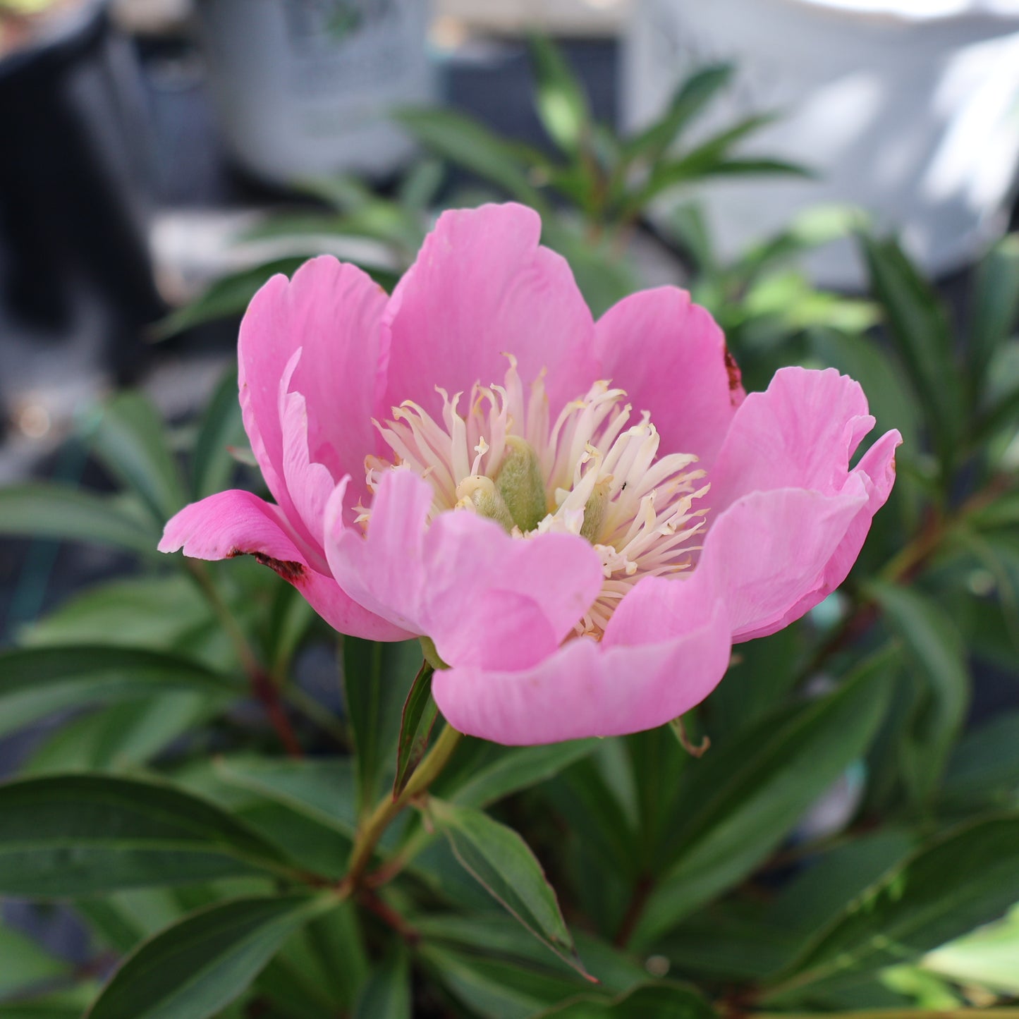 Peony, Patio 'Kiev'