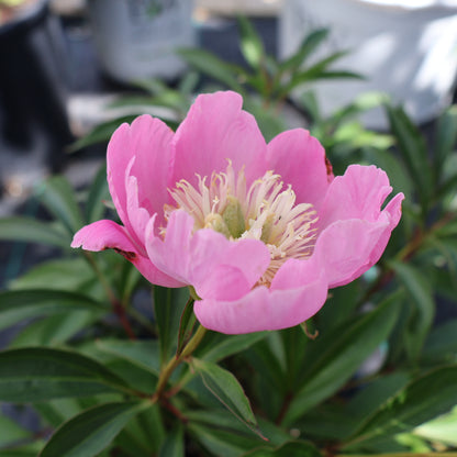 Peony, Patio 'Kiev'