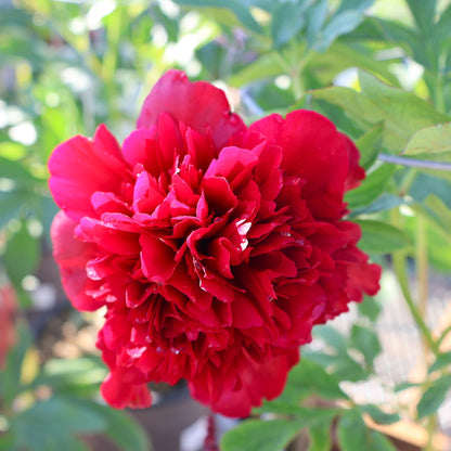 Peony 'Red Magic'