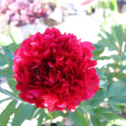Peony 'Red Magic'