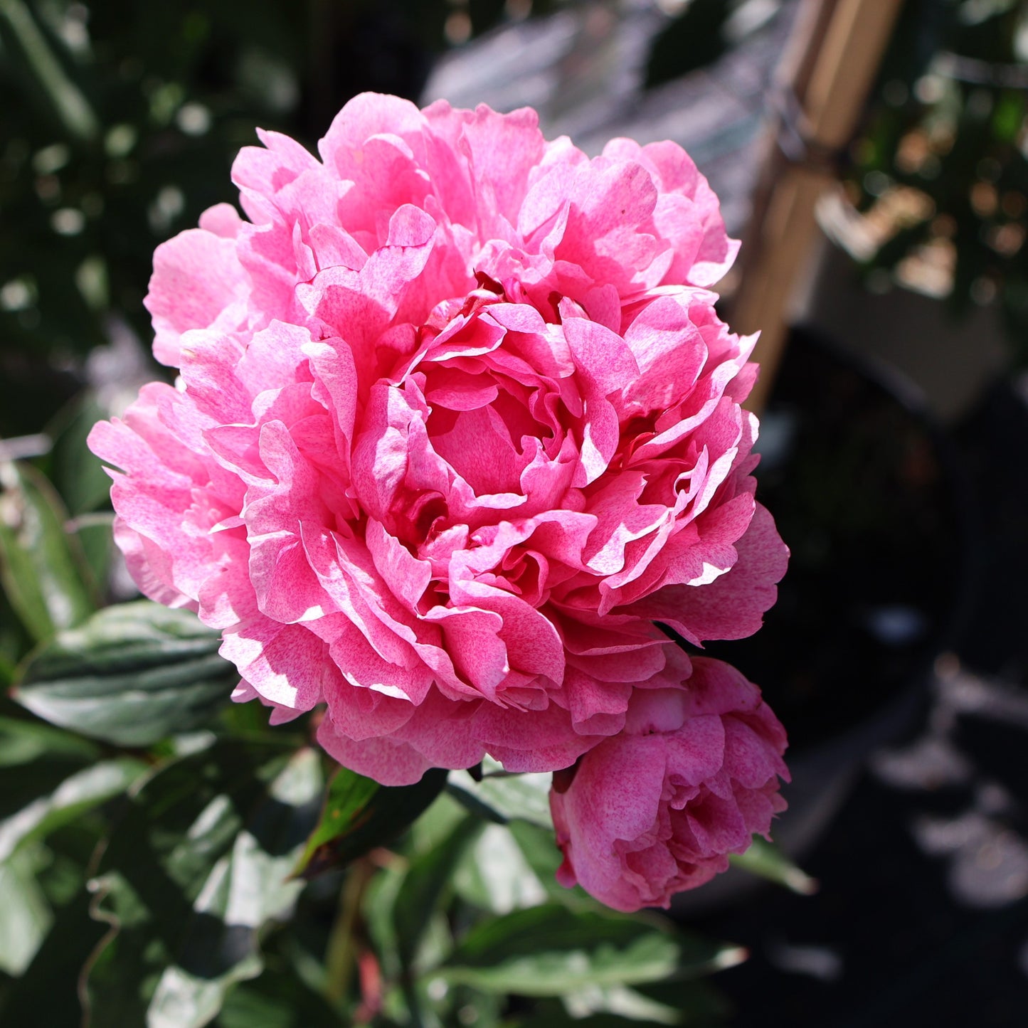 Peony 'The Fawn'
