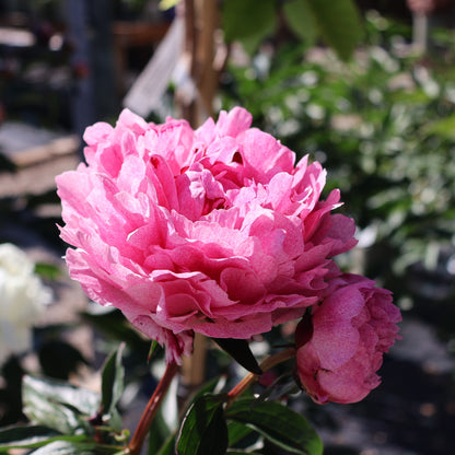 Peony 'The Fawn'