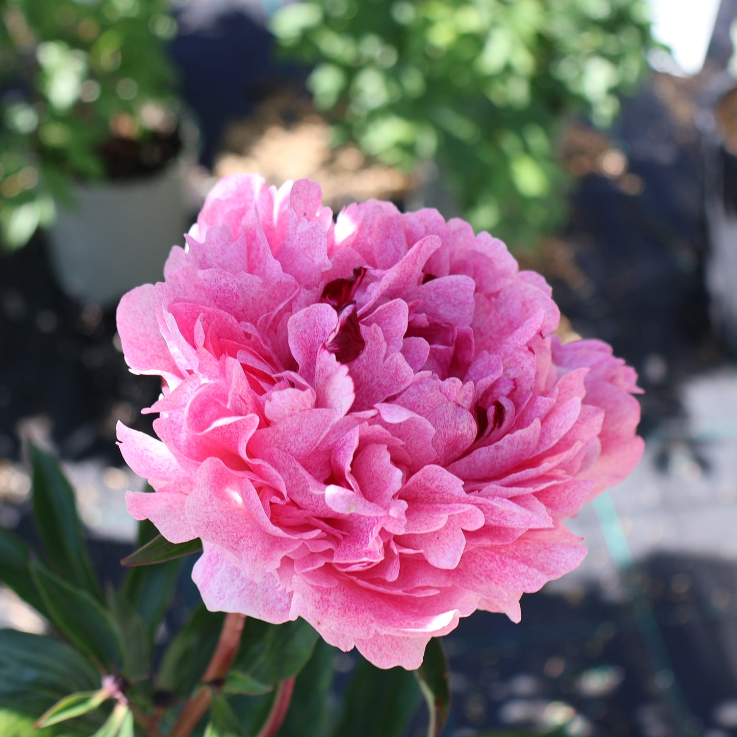 Peony 'The Fawn'