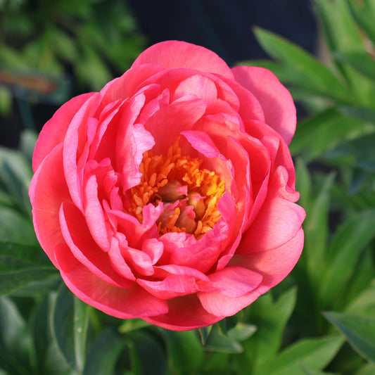 Peony 'Coral Sunset'