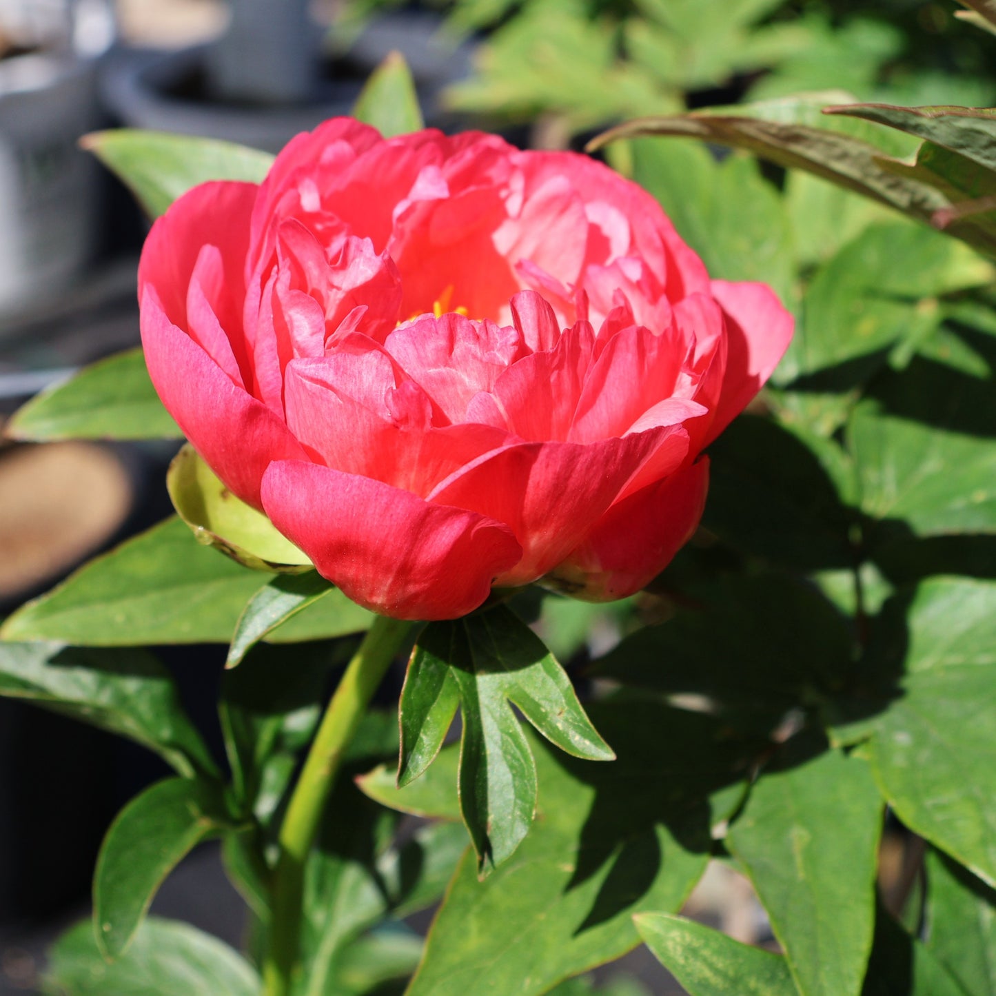 Peony 'Coral Sunset'