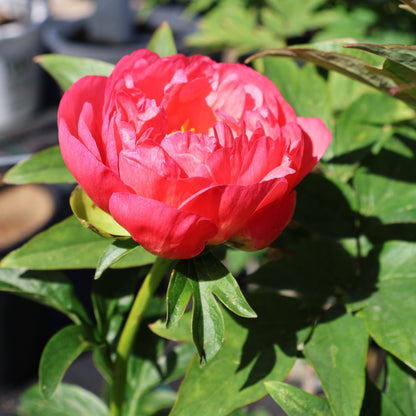 Peony 'Coral Sunset'