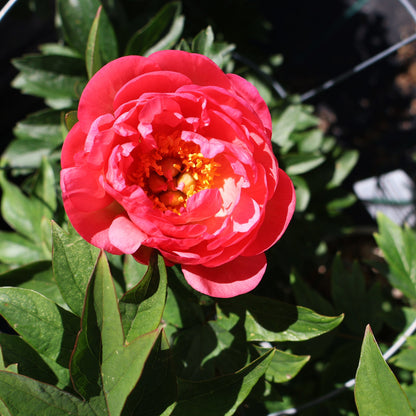 Peony 'Coral Sunset'