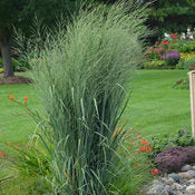 Grasses, Switch 'Prairie Winds - Totem Pole' PW
