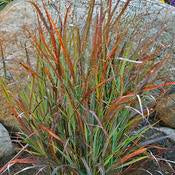 Grasses, Switch, Red 'Prairie Winds - Cheyenne Sky' PW